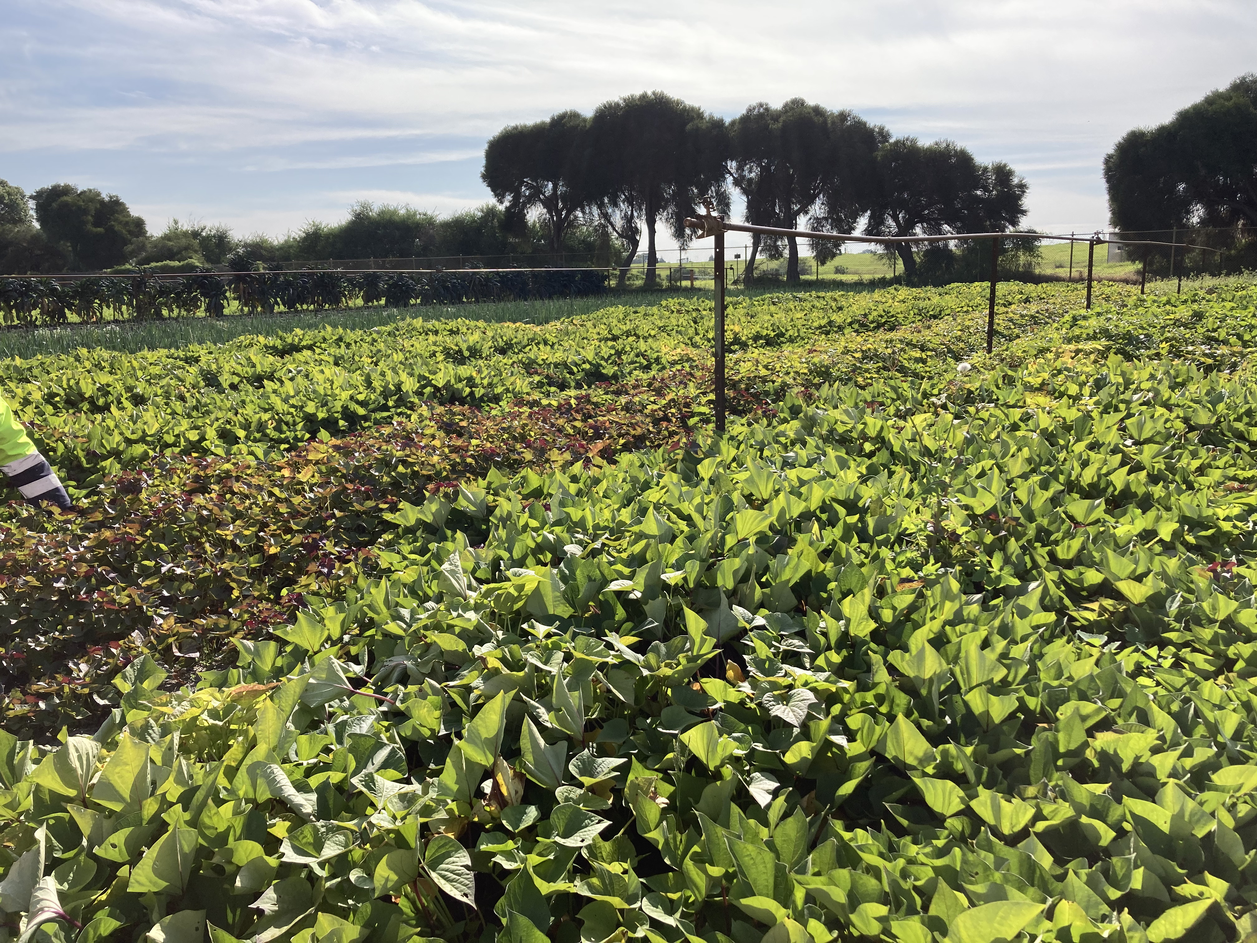 Fare Share Crop Growing at Clayton South