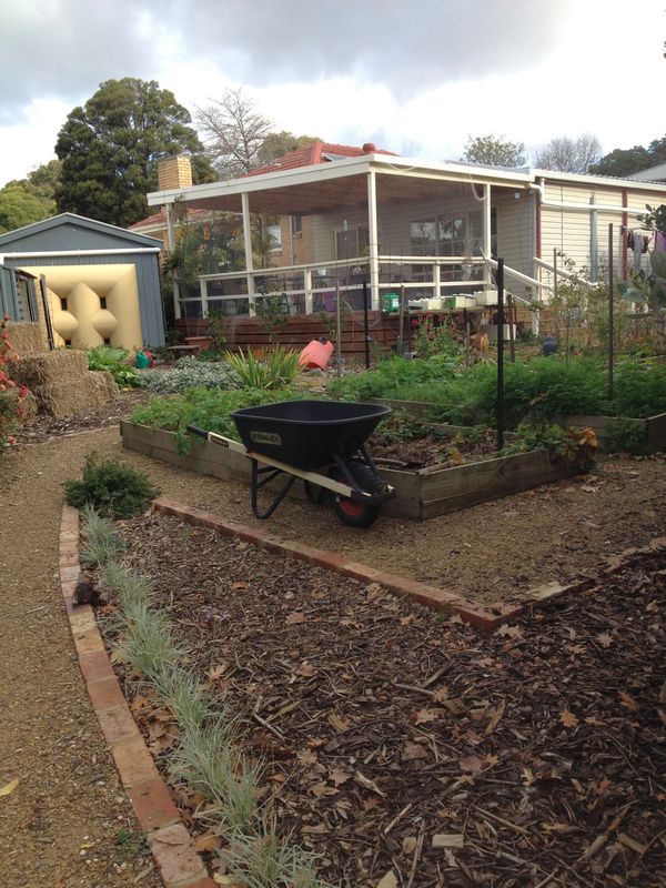 A food garden in suburbia