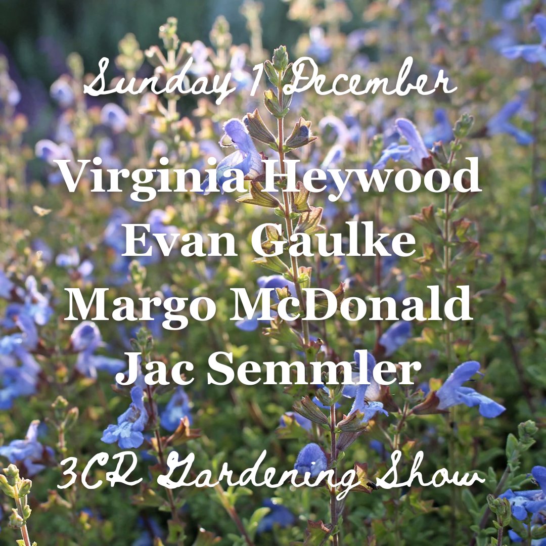 1 December, Virginia Heywood joined by Evan Gaulke, Margot McDonald and Jac Semmler