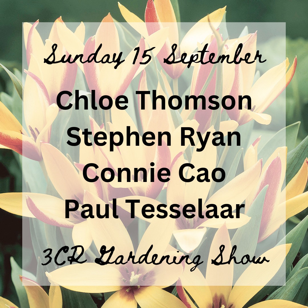 15 September, Chloe Thomson joined by Stephen Ryan, Connie Cao and Paul Tesselaar