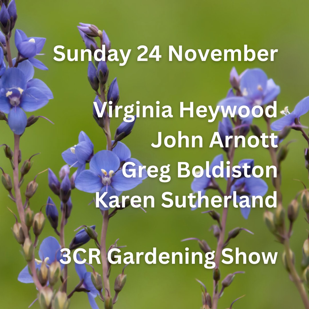 24 November, Virginia Heywood joined by John Arnott, Greg Boldiston and Karen Sutherland