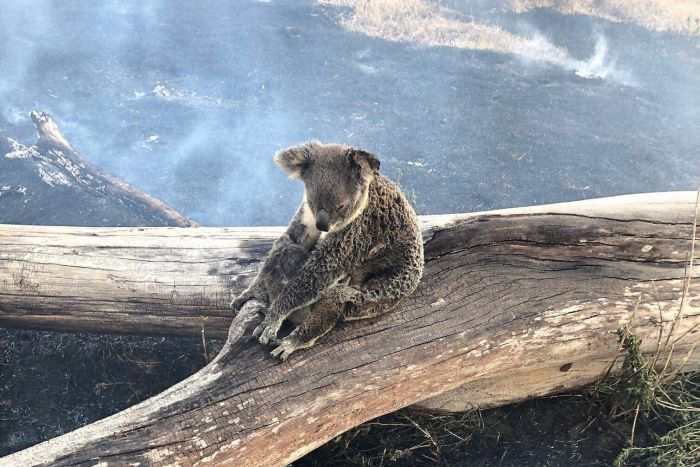 Koala and joey rescued from Gold Coast Hinterland bushfires (Photo from Queensland Police Service, via ABC News)