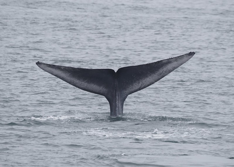 A Blue Whale's tail.