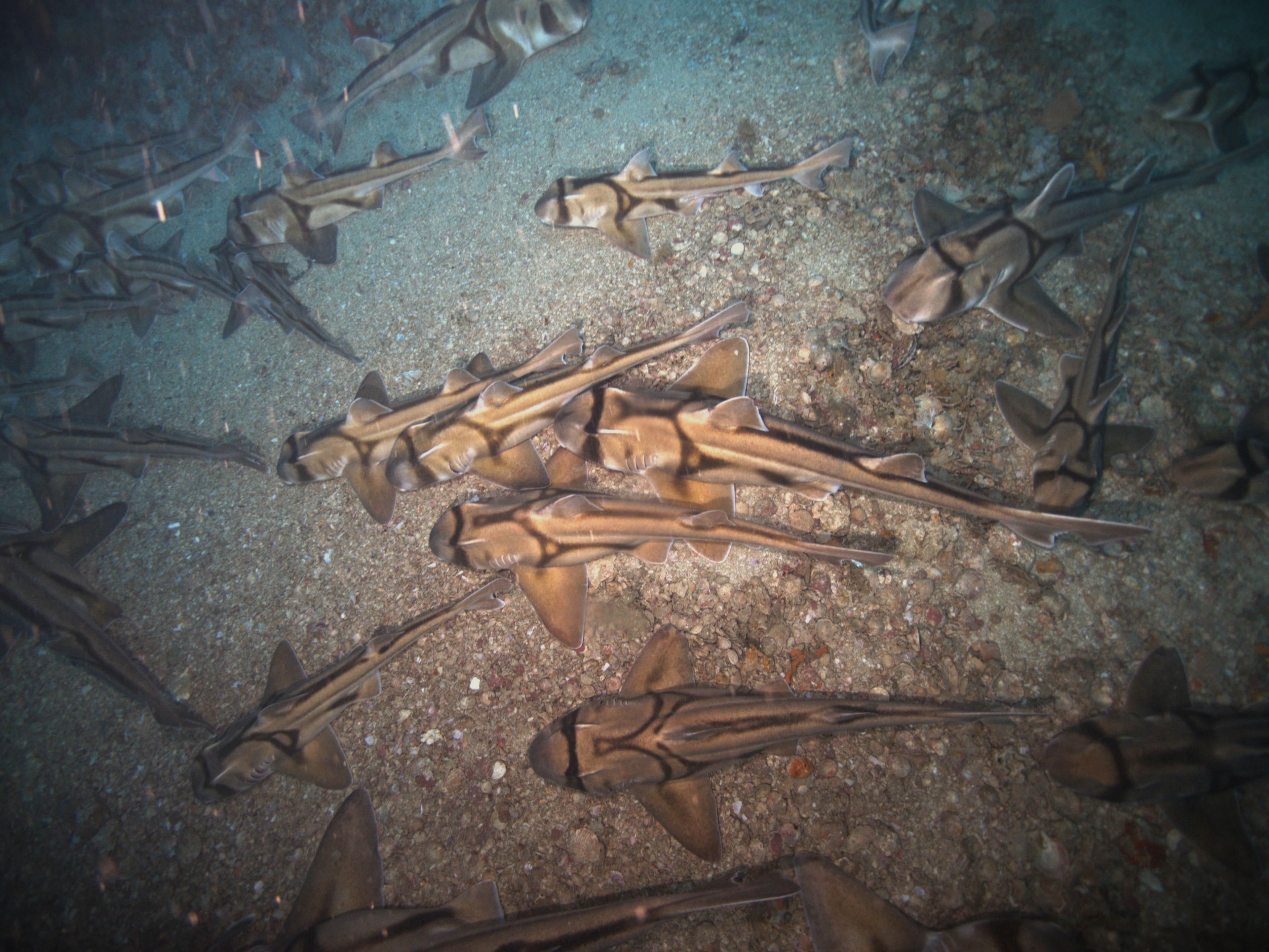 Port Jackson Sharks found gathering on the sea bed in the Beagle Marine Park.