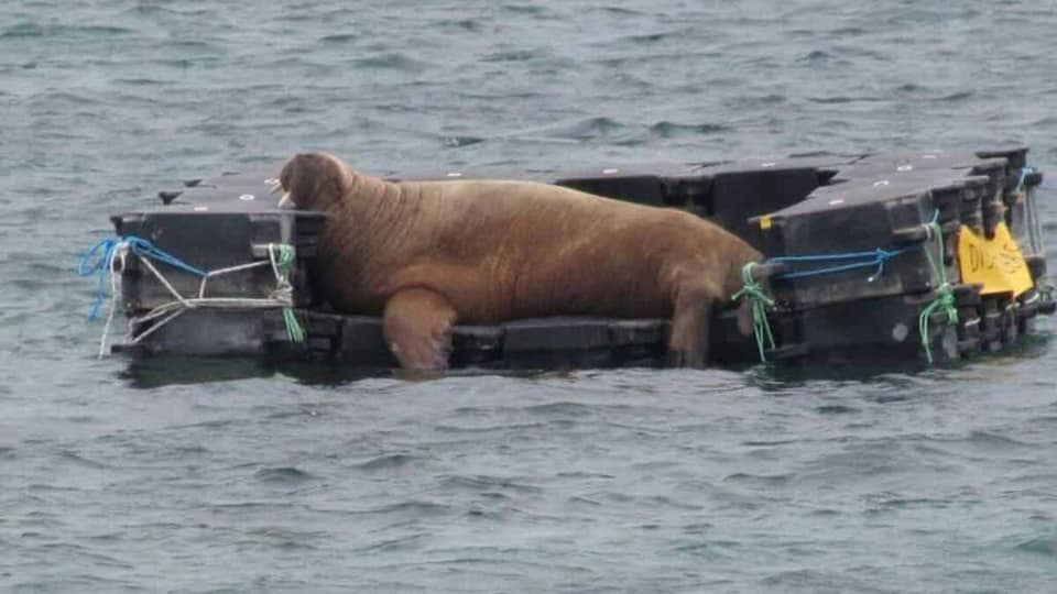 A photo of Wally the walrus relaxing on a couch in the ocean