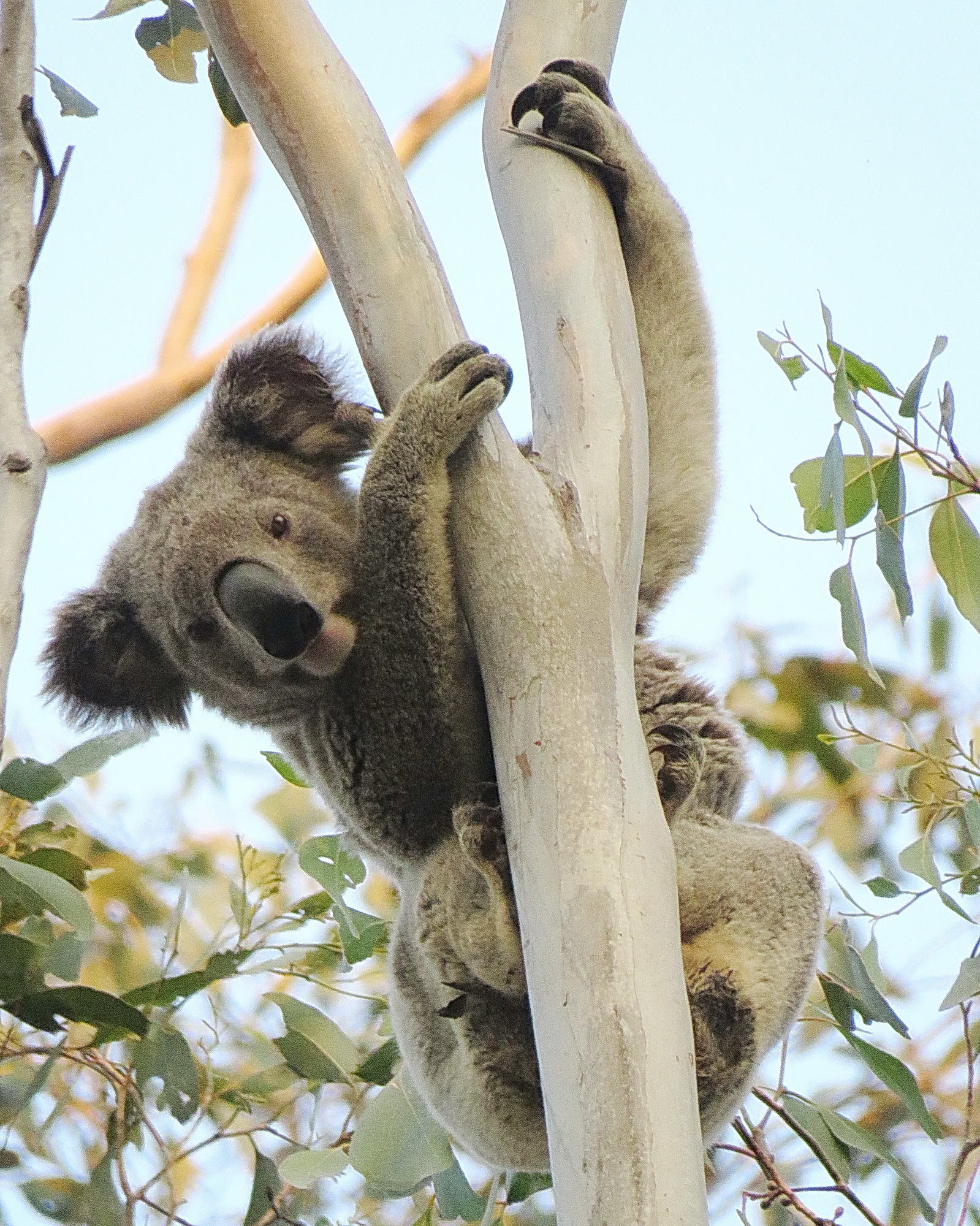 Great Koala National Park Dwindling??? Photo: Dailan Pugh