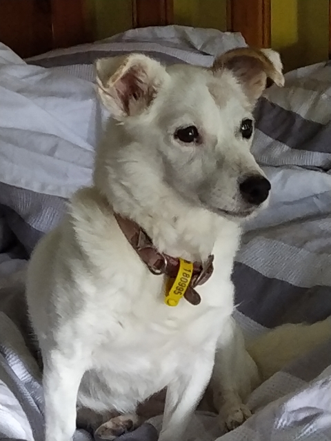 Photo of Tyler, a rescued Jack Russell terrier 