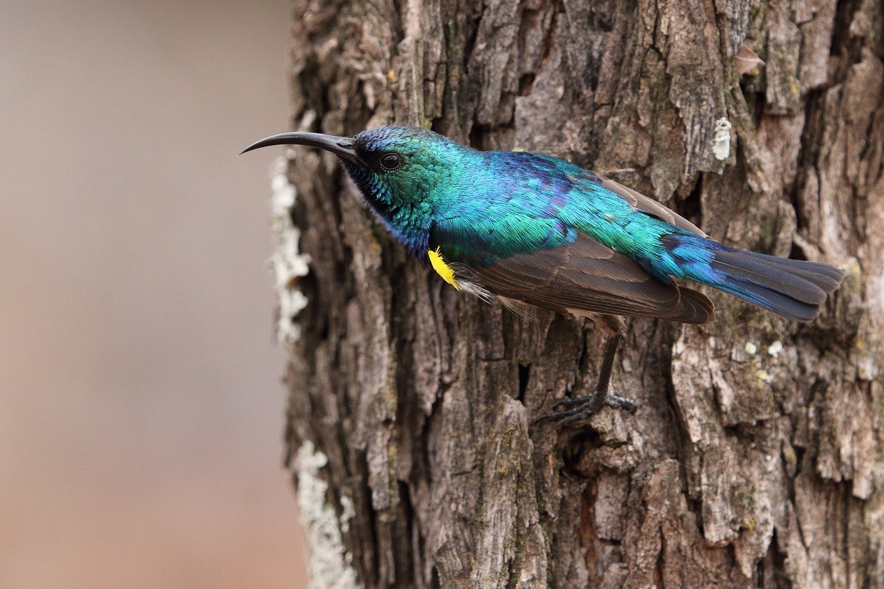 The Palestine Sunbird. Image by Rhea Holdtsock from Pixabay.