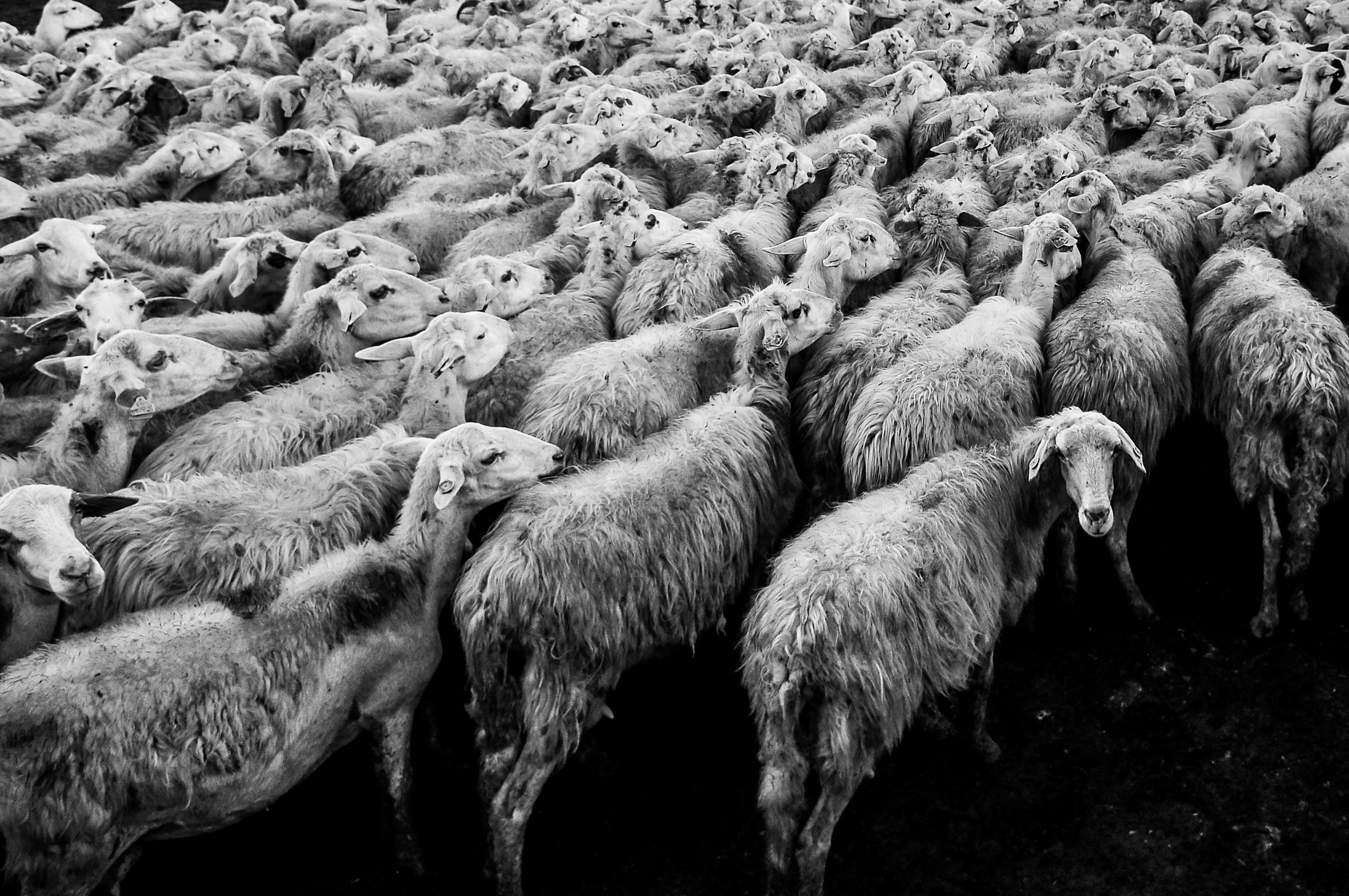 A black and white image of a herd of sheep with one sheep looking back at the camera