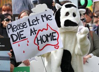 Photo of a 2011 stop live export rally in Perth, with someone wearing a cow outfit, holding the banner reading ‘Please let me die at home’.