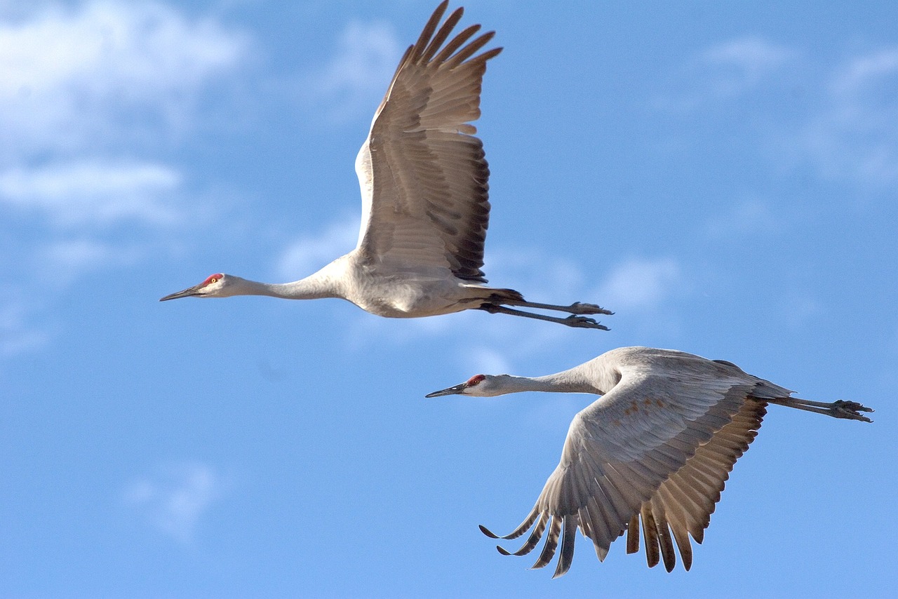Migrating cranes.