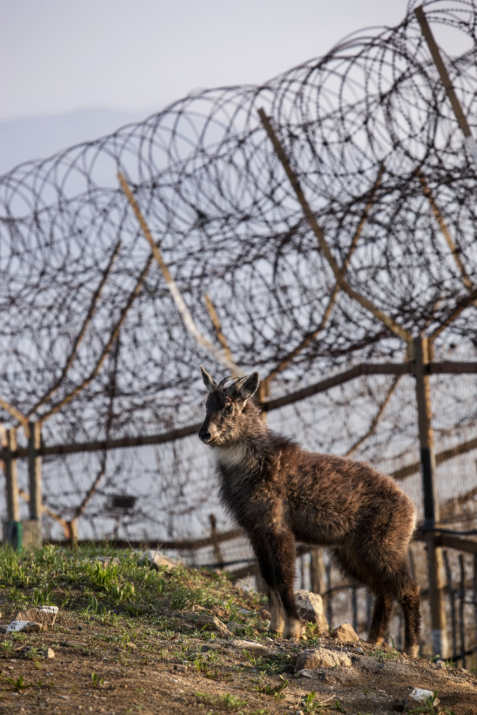 A Mountain Goat stands beside the Korean border barbed wire fence