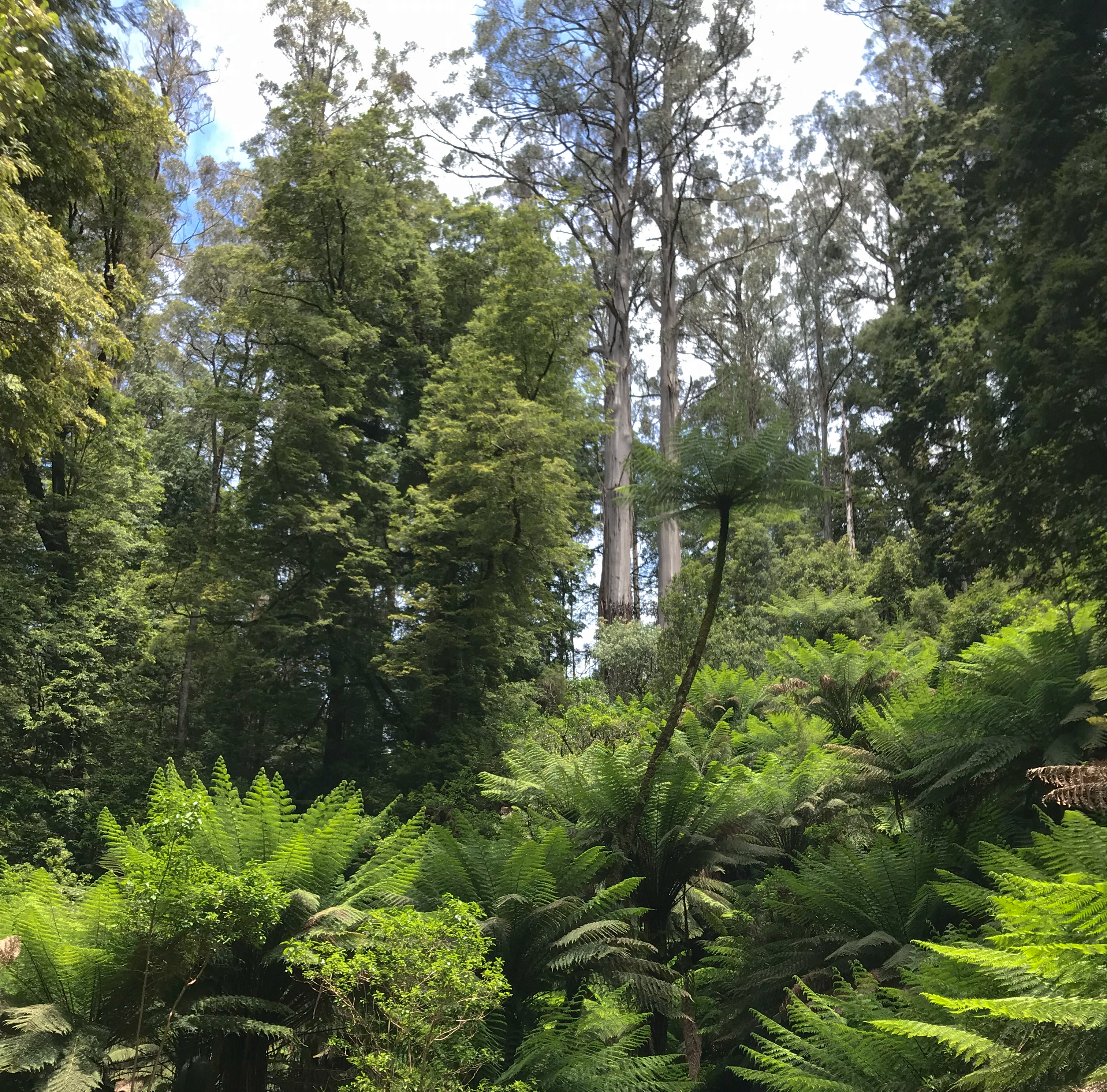 ferns and gum trees pictured