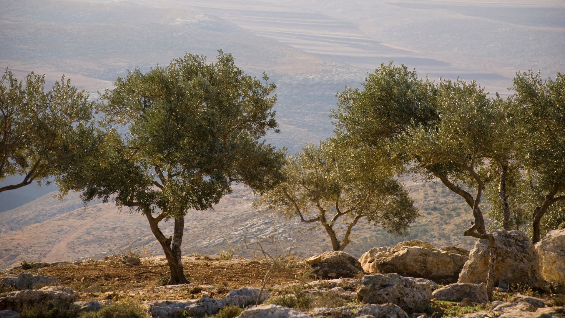 Landscape with olive trees in Palestine