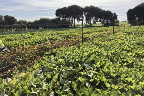 Fare Share Crop Growing at Clayton South