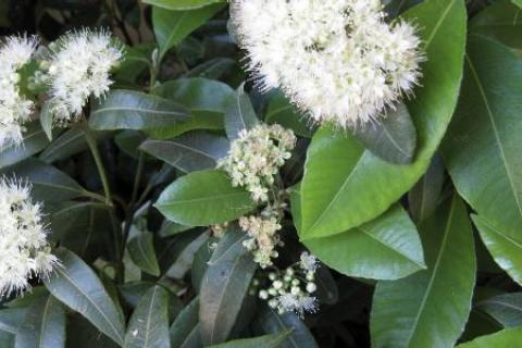 Lemon Myrtle, an Australian native edible plant