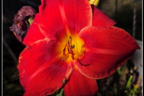 Day Lily