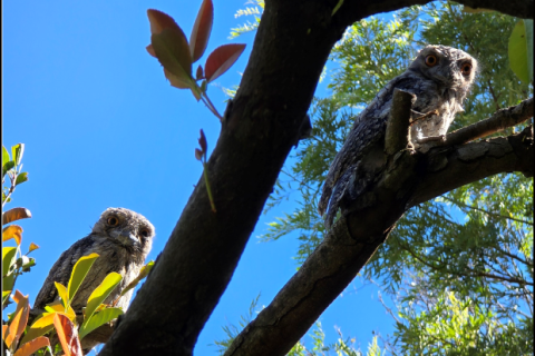 Tawny Frogmouths