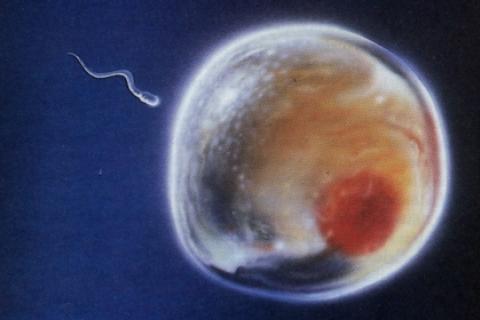 Ovulo siendo fecundado por espermatozoide. Esquema 3D. No respeta las proporciones. No se muestra corona radiada (Image by ScienceGenetics [CC BY-SA 3.0])