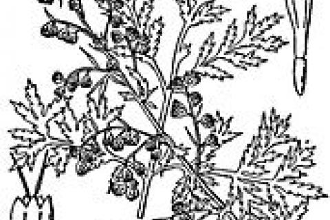 Artemisia annua is the source of a new teratment for malaria which is the basis of this year's Nobel Prize for medicine