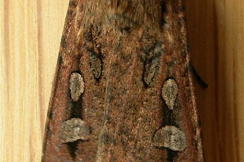 Agrotis infus, the Bogong Moth