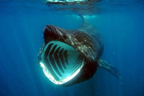 Basking Shark