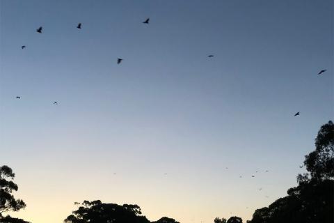 Grey-headed flying foxes flying out from their colony at Yarra Bend Park (Photo: Chris Lassig)