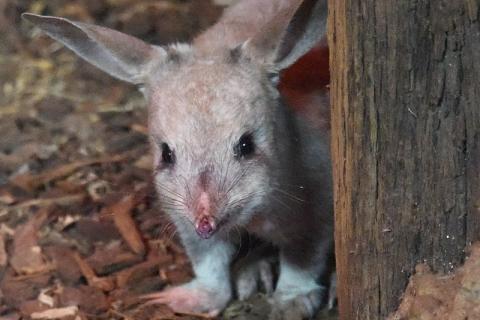 Have you seen how cute bilbies are? I mean, have you? (Photo by Sardaka, via Wikimedia Commons)