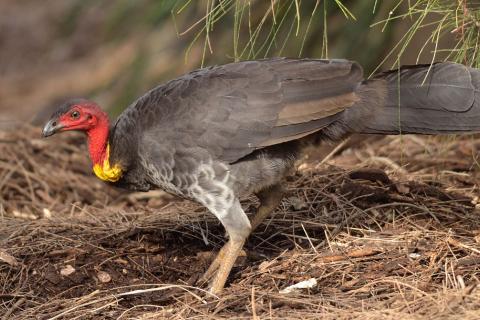 The humble Brush Turkey