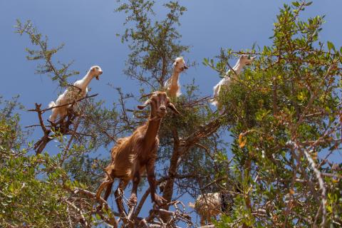 Goats on caffeine