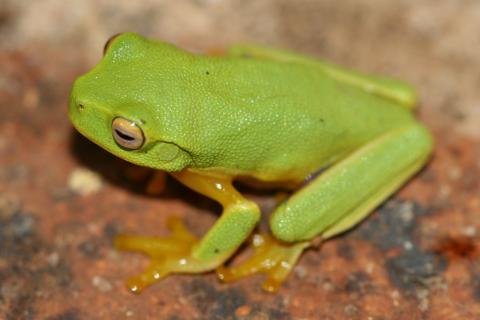 The graceful tree frog