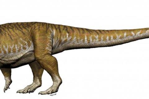 Newly discovered sauropod dinosaur Ingentia Prima (Image supplied by Jorge A. Gonzalez)