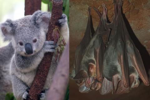 Baby koala vs a bunch of ghost bats (Photos by Erik Veland and Mark Marathon respectively, via Wikimedia Commons)