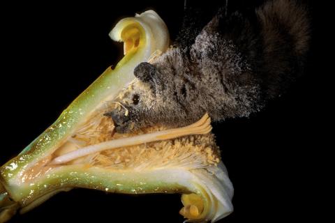 A lesser long-nosed bat pollinates a cross section of a saguaro cactus flower (Photo by Merlin D. Tuttle, Bat Conservation International, via USDA & Flickr)