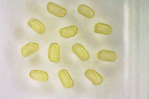 Magnetised liquid droplets spinning in unison (Image by Xubo Liu et al./Berkeley Lab)