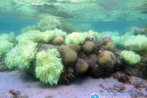 Coral bleaching at Lizard Island in the northern Great Barrier Reef (Credit: Dorothea Bender-Champ for ARC Centre of Excellence for Coral Reef Studies)