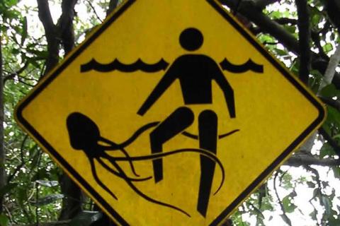 Warning signs like this for Box Jellyfish (Chironex fleckeri) are appropriate given the pain they cause, but there might soon be a cure for that (Photo by TydeNet, via Wikimedia Commons)