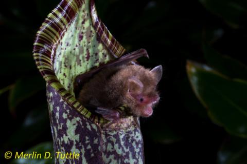 A pitcher plant, Nepenthes hemsleyana, with a bat roosting inside it (Photo from Merlin Tuttle's Bat Conservation)