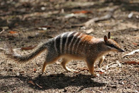 The numbat is one of thousands of Australian animals found nowhere else in the world