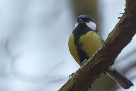 A Great Tit (Parus major) trying to sing at the right pitch (Photo by Stefan Berndtsson, via Flickr)