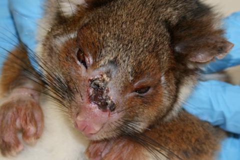 Ringtail possum infected with Buruli ulcer (Photo credit Janet Fyfe and Christina McCowan)