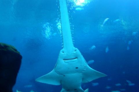 Happy single sawfish