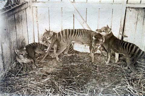 There are no happy pictures of Thylacines... Here are some at the Beaumaris Zoo in Hobart, ca 1910 (via Wikimedia Commons)