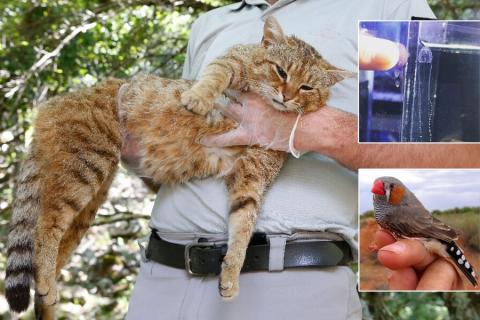 Main image: Corsican cat-fox (species unknown); Top inset: Irukandji jellyfish (Could also be a number of species); Bottom inset: Zebra finch (Taeniopygia guttata, this one we know)