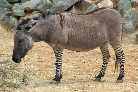 A donkey zebra hybrid