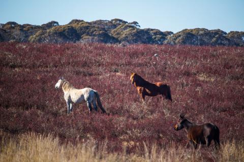 Wild Brumbies may threaten world heritage environments