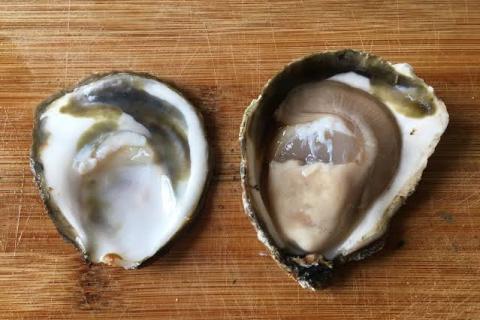 Not everybody likes eating oysters, but here's good news for those who do