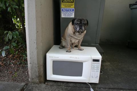 Pug vs microwave oven (Photo by Zoomar, via Flickr)