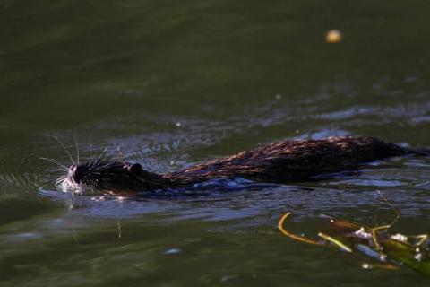 The Australian native rodent the Rakali is often compared to otters