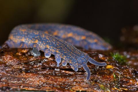 A colourful Velvet worm species